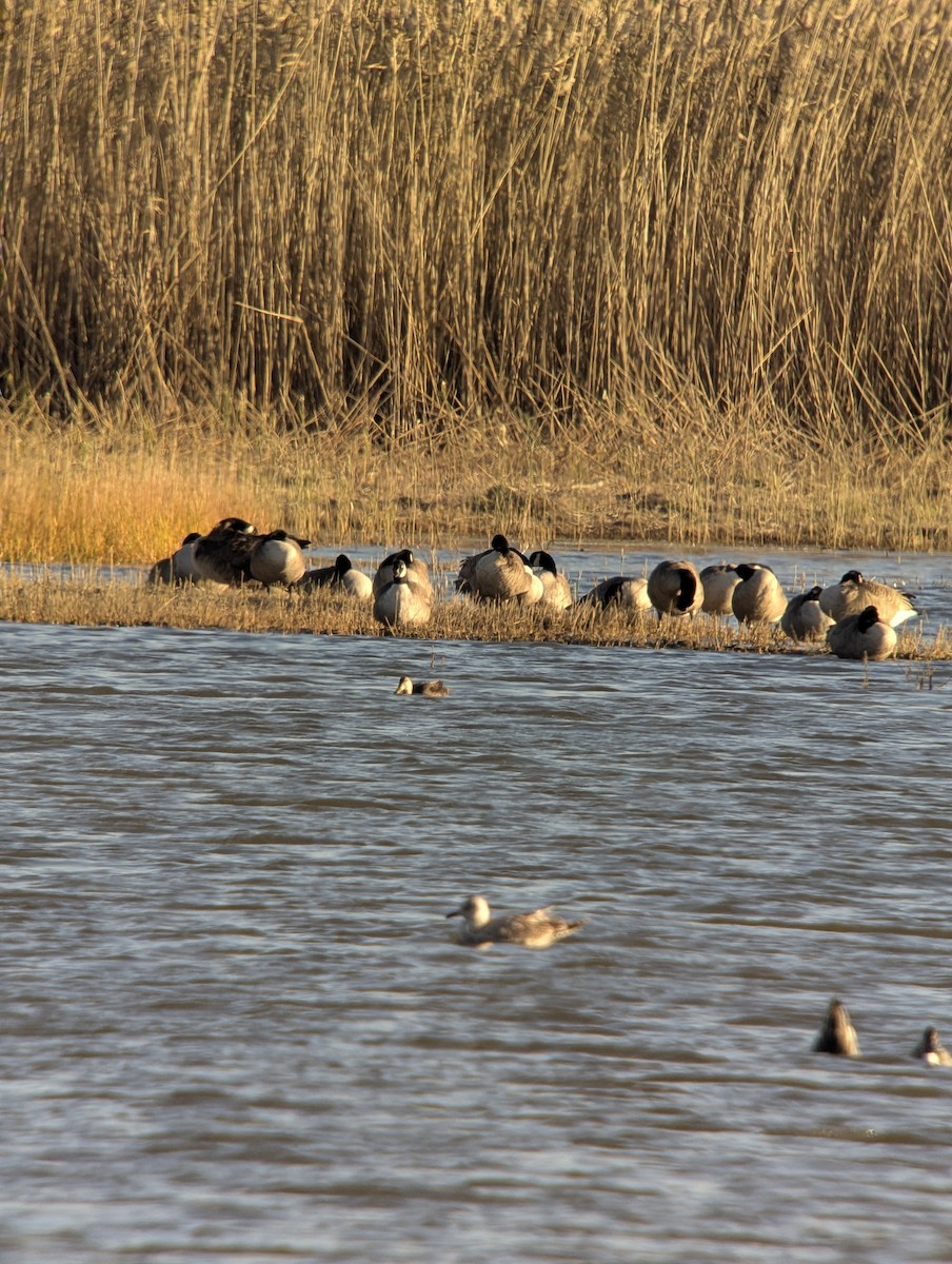 Bernache du Canada - ML645679936