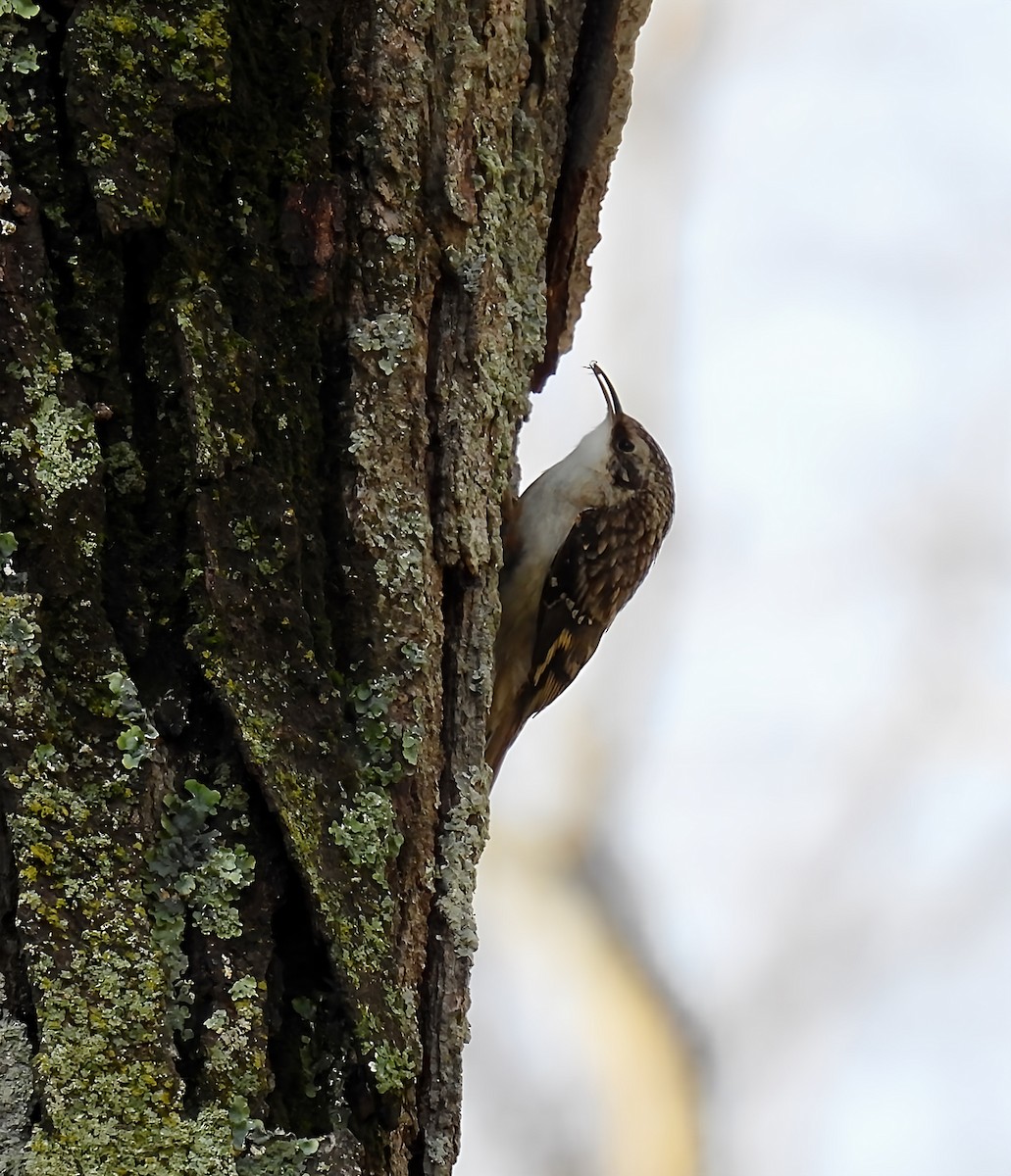 Grimpereau brun - ML645679937