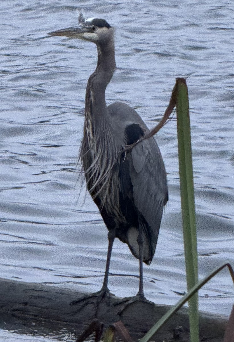 Grand Héron - ML645679938