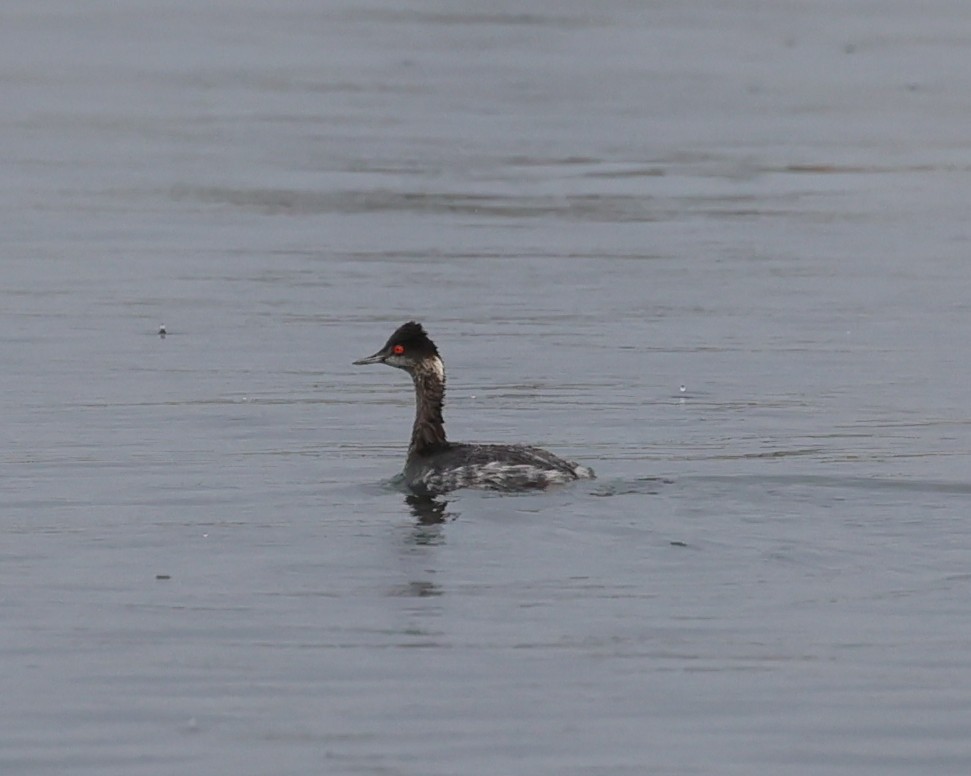 Grèbe à cou noir - ML645679940
