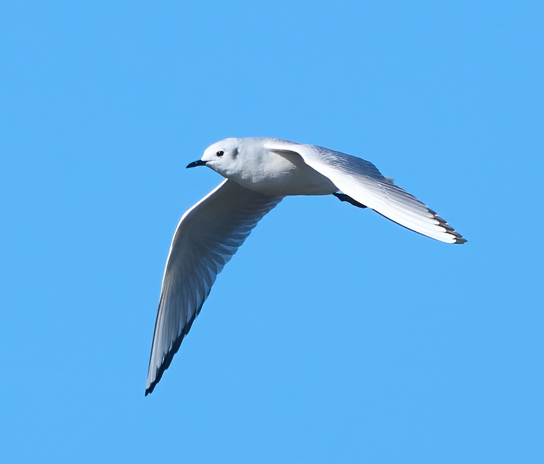 Mouette de Bonaparte - ML645679941