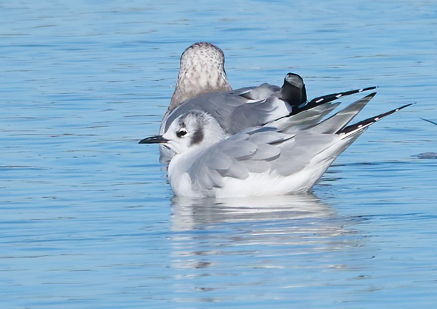 Mouette de Bonaparte - ML645679942