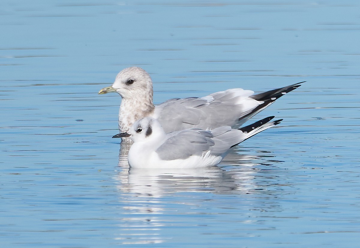 Mouette de Bonaparte - ML645679943