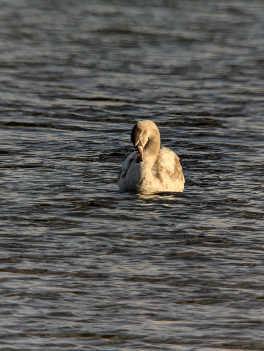 Cygne tuberculé - ML645679944