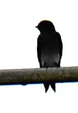 Hirondelle chalybée - ML645679945