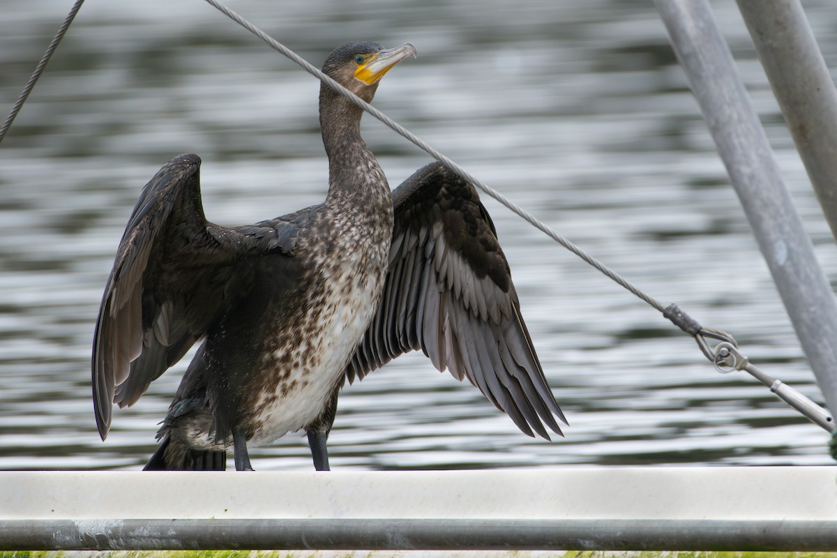 Grand Cormoran - ML645679952