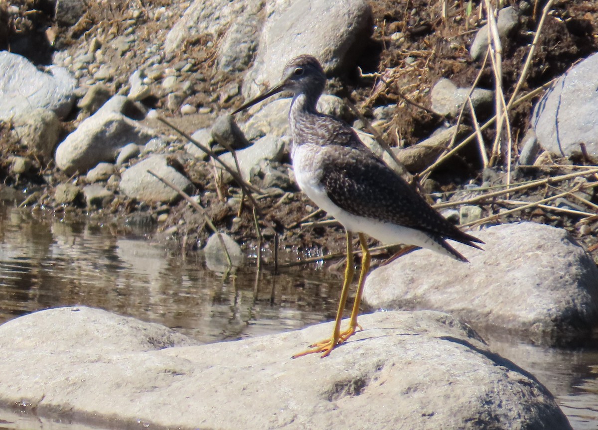 Grand Chevalier - ML645679953