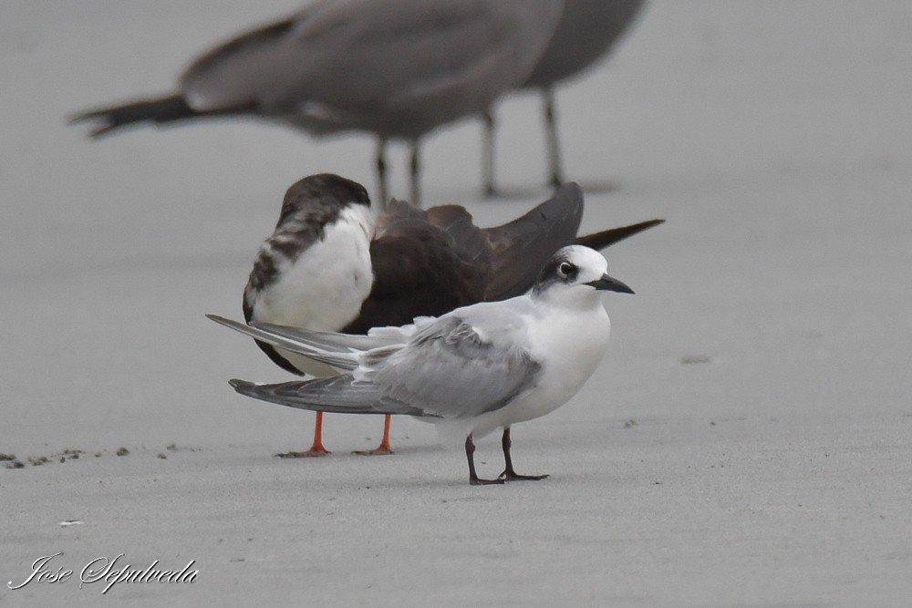 Sterne hirundinacée - ML645679954