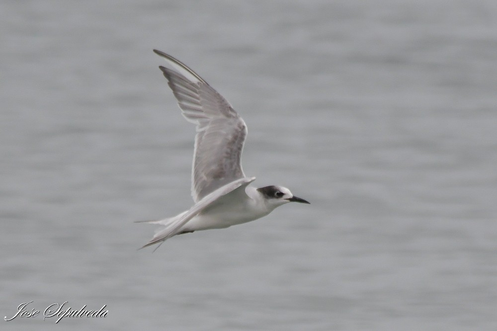 Sterne hirundinacée - ML645679955