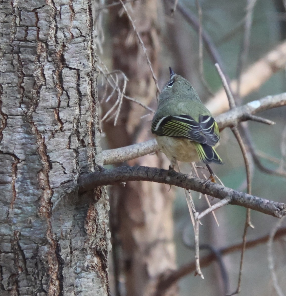 Roitelet à couronne rubis - ML645679958