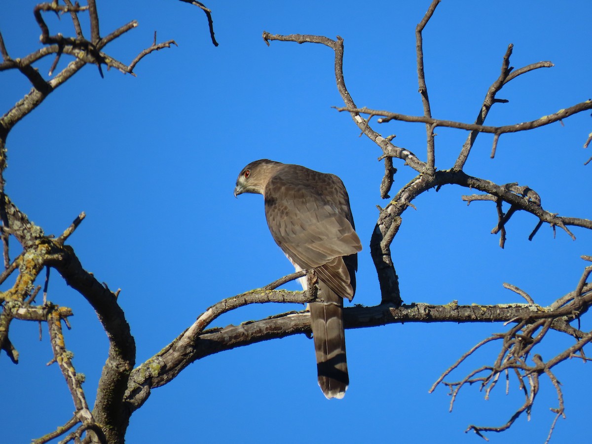 Épervier de Cooper - ML645679961