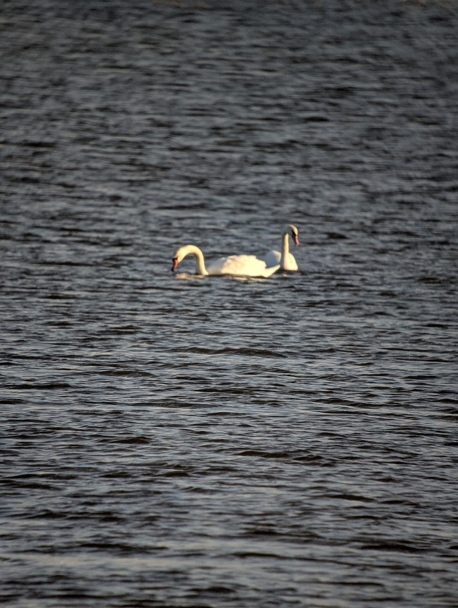 Cygne tuberculé - ML645679963