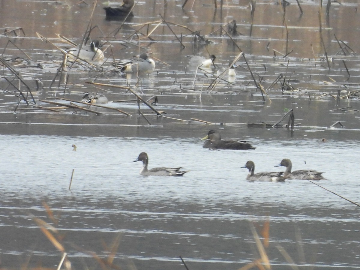 Canard pilet - ML645679964