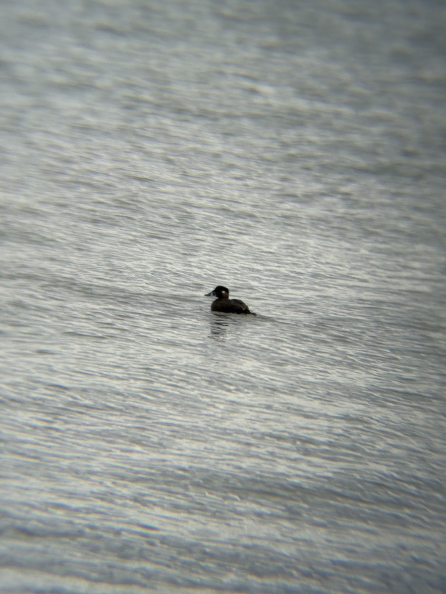 Ahatebeltz kopetazuria - ML645679965