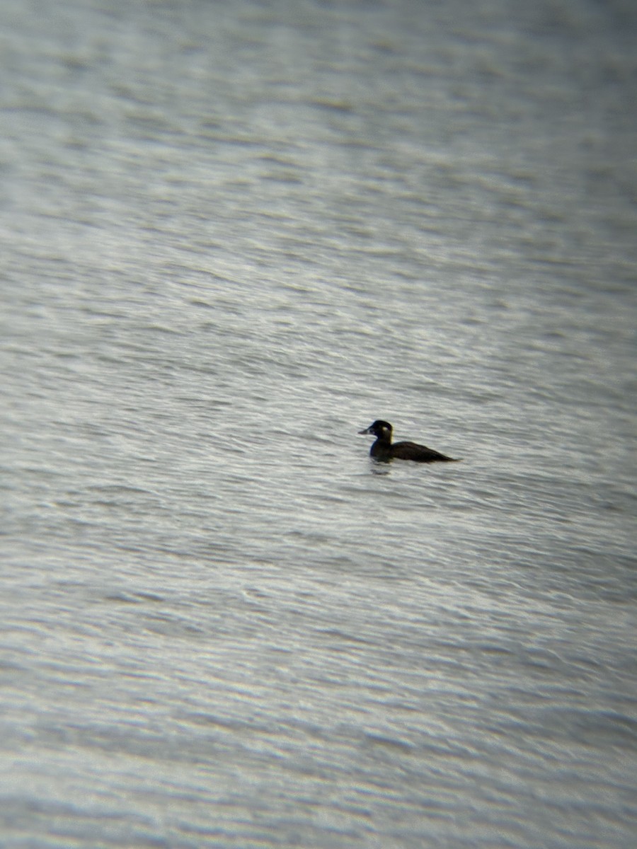 Ahatebeltz kopetazuria - ML645679966