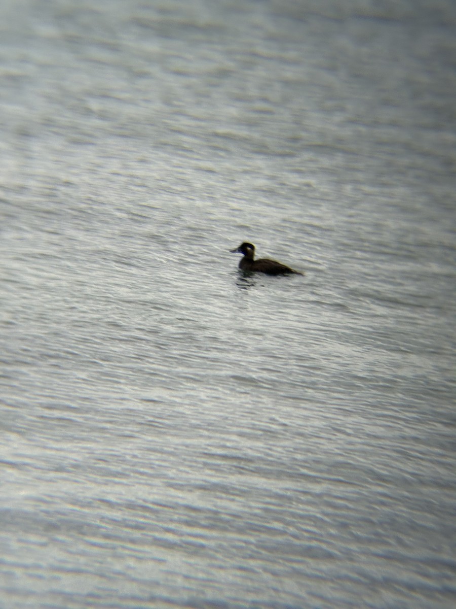 Ahatebeltz kopetazuria - ML645679967