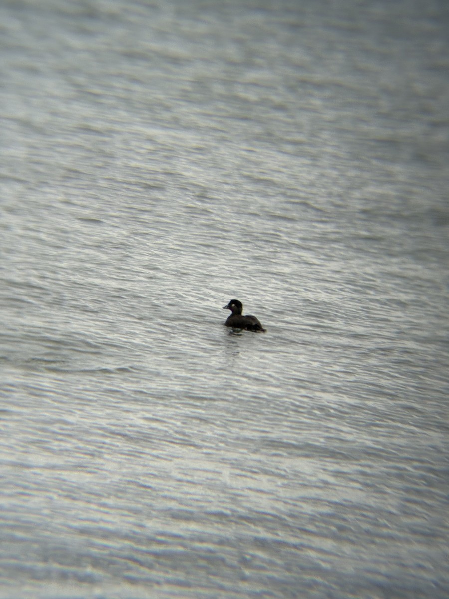 Ahatebeltz kopetazuria - ML645679968