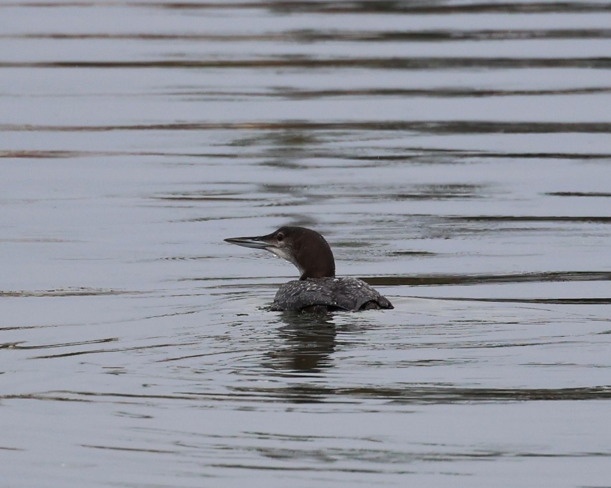Plongeon huard - ML645679975