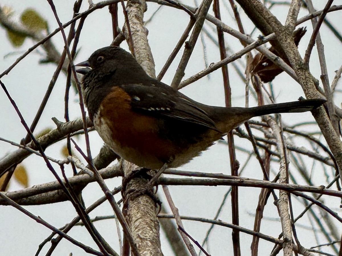 Tohi tacheté - ML645679978