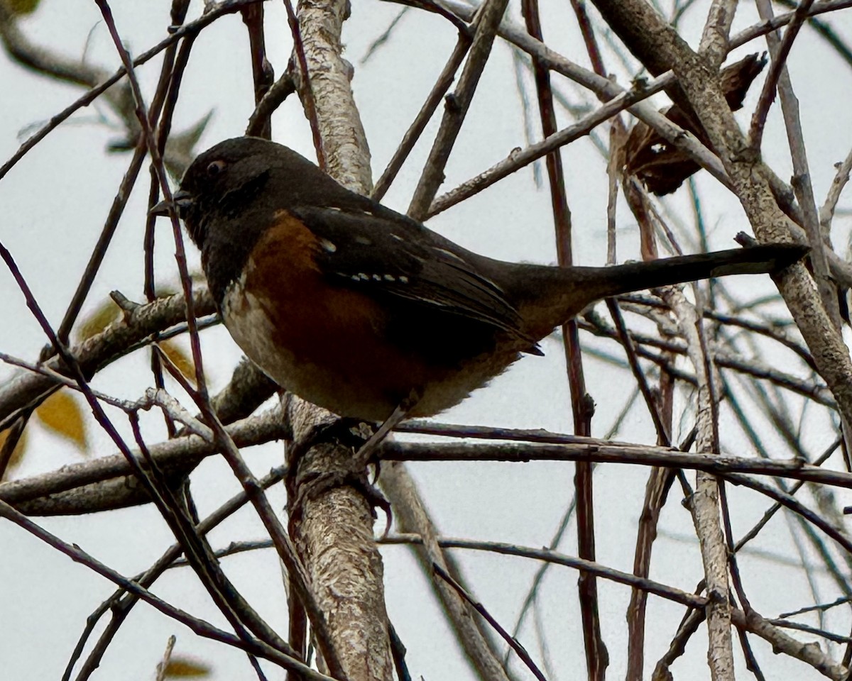 Tohi tacheté - ML645679979