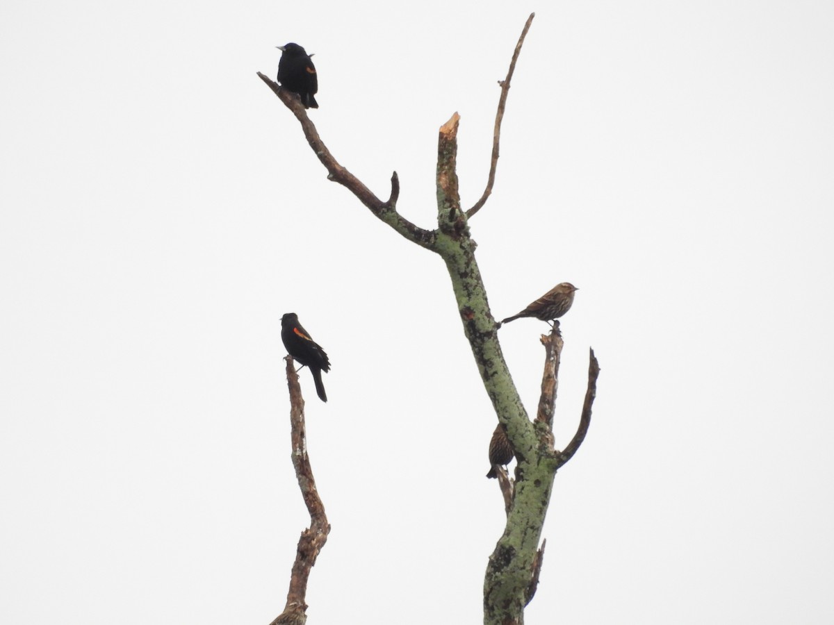 Carouge à épaulettes - ML645679985