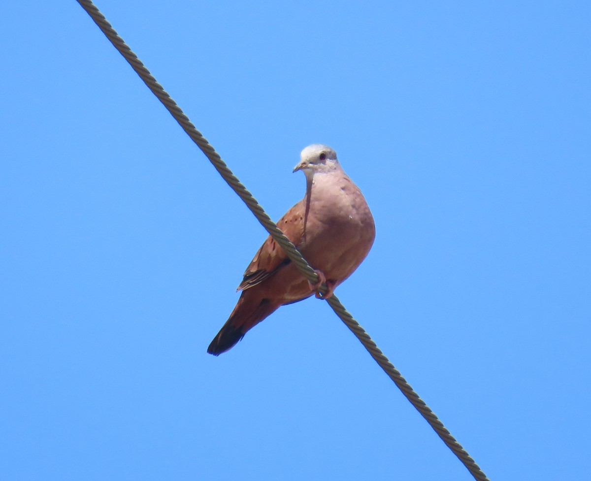 Colombe rousse - ML645679987