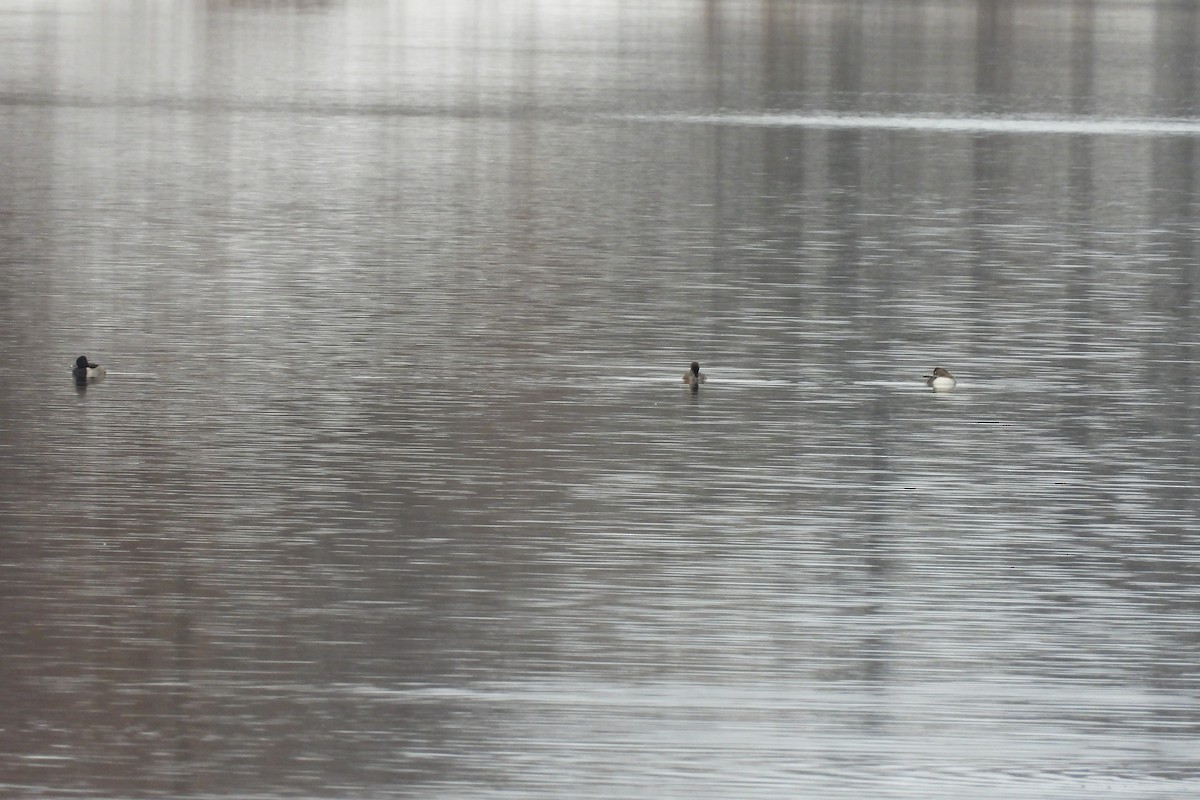 Fuligule à collier - ML645679988