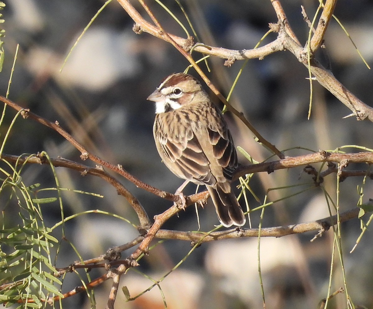 Lark Sparrow - ML645680005