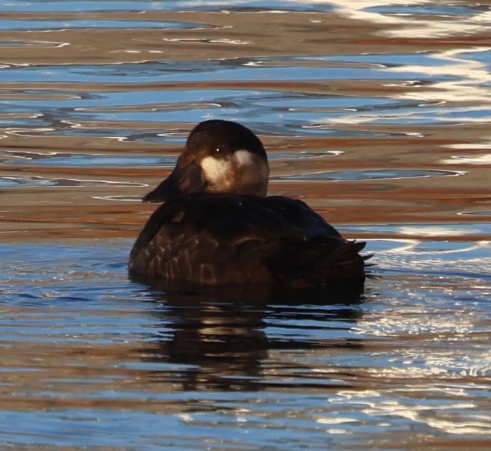 Ahatebeltz kopetazuria - ML645680015