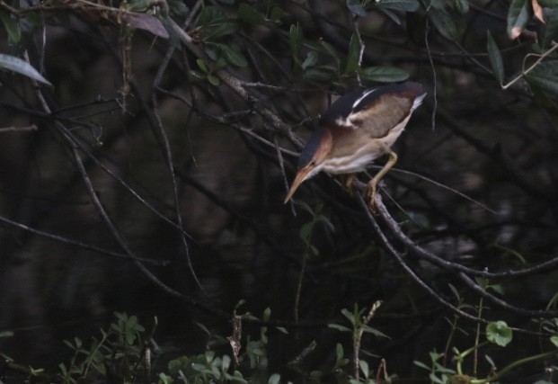 Least Bittern - ML645680016