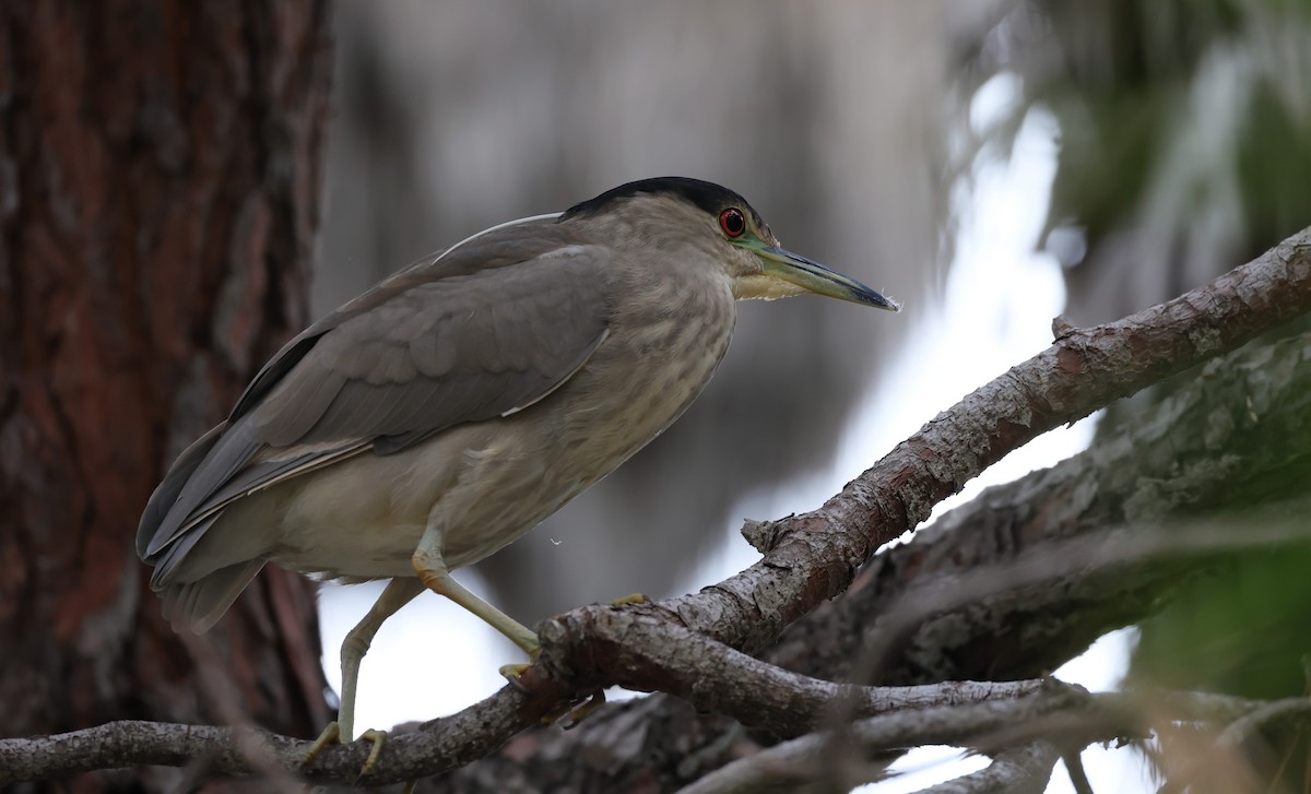 Amiltxori arrunta - ML645680028