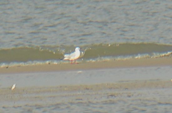 Black-headed Gull - ML645680035