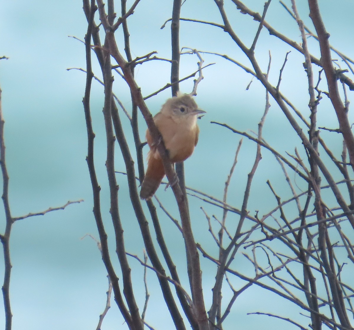 Southern House Wren - ML645680038