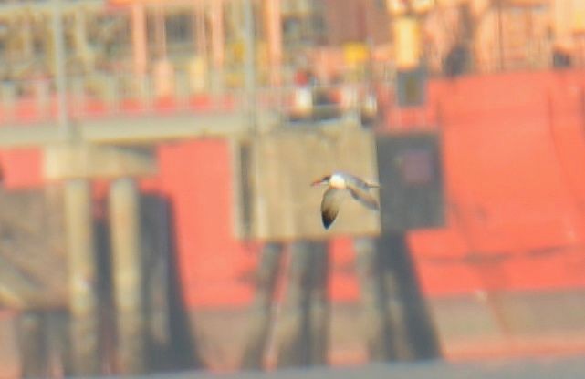 Caspian Tern - ML645680049