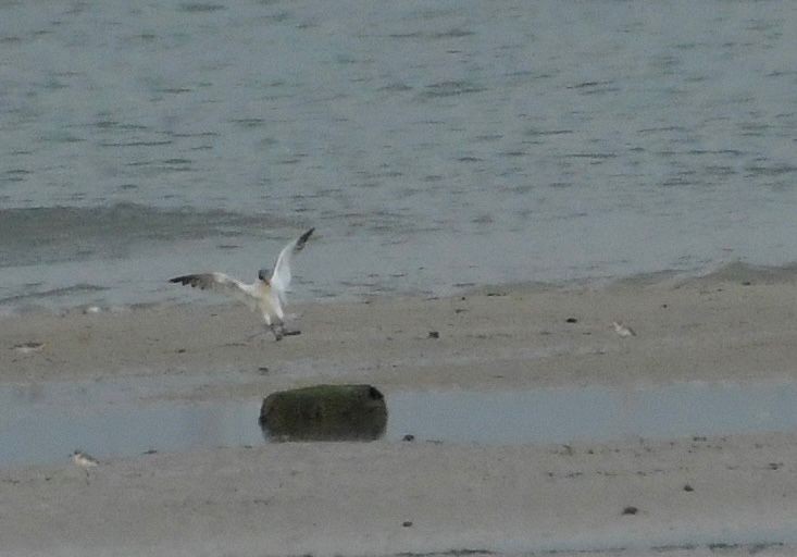 Caspian Tern - ML645680053
