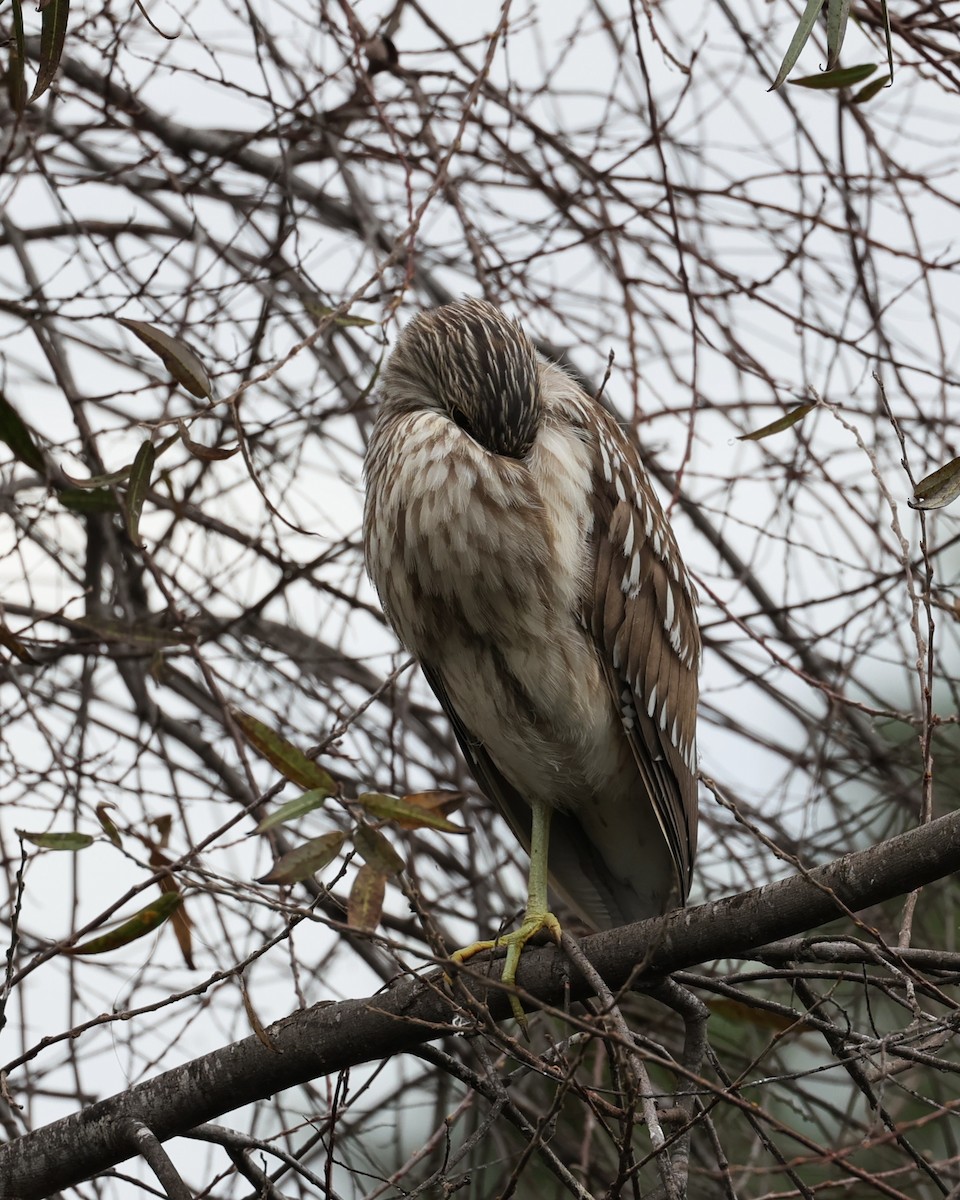 Amiltxori arrunta - ML645680054