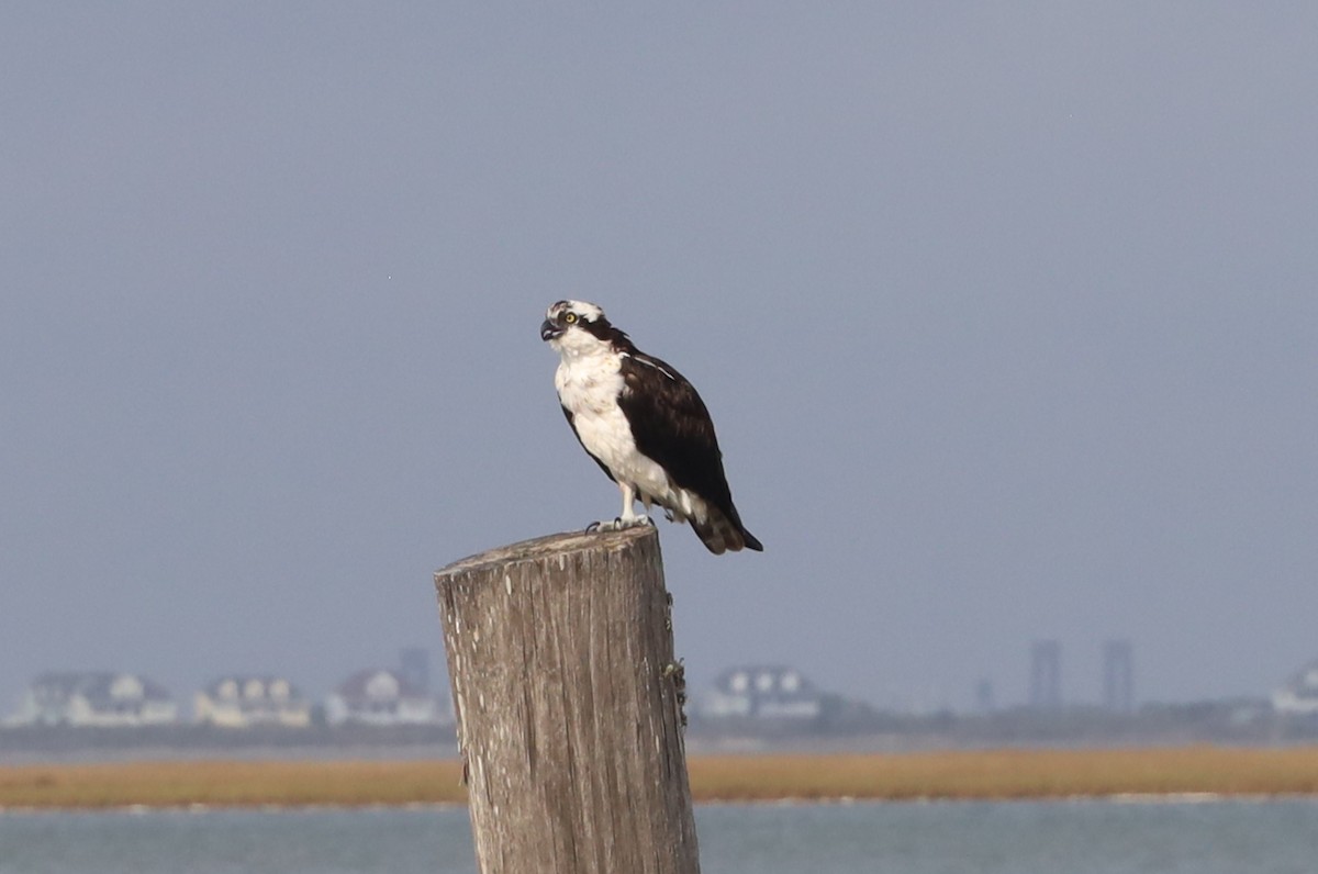 Osprey - ML645680058