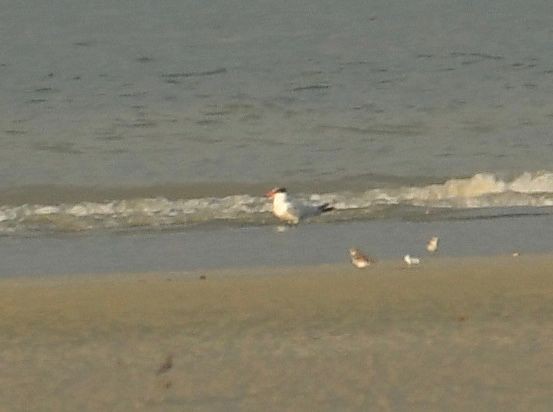 Caspian Tern - ML645680060
