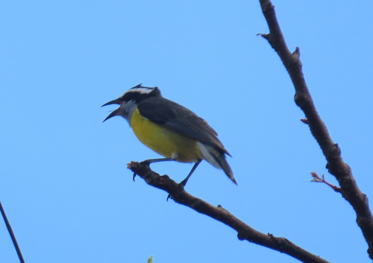 Sucrier à ventre jaune - ML645680061