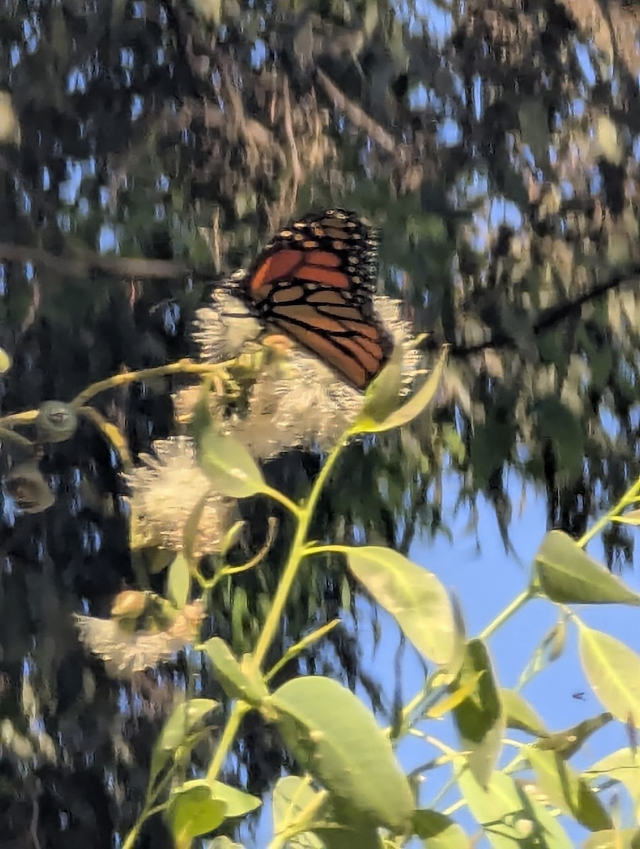 Animals - ML645680063