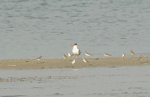 Caspian Tern - ML645680065