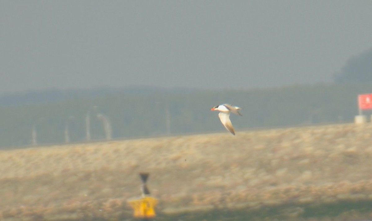 Caspian Tern - ML645680069