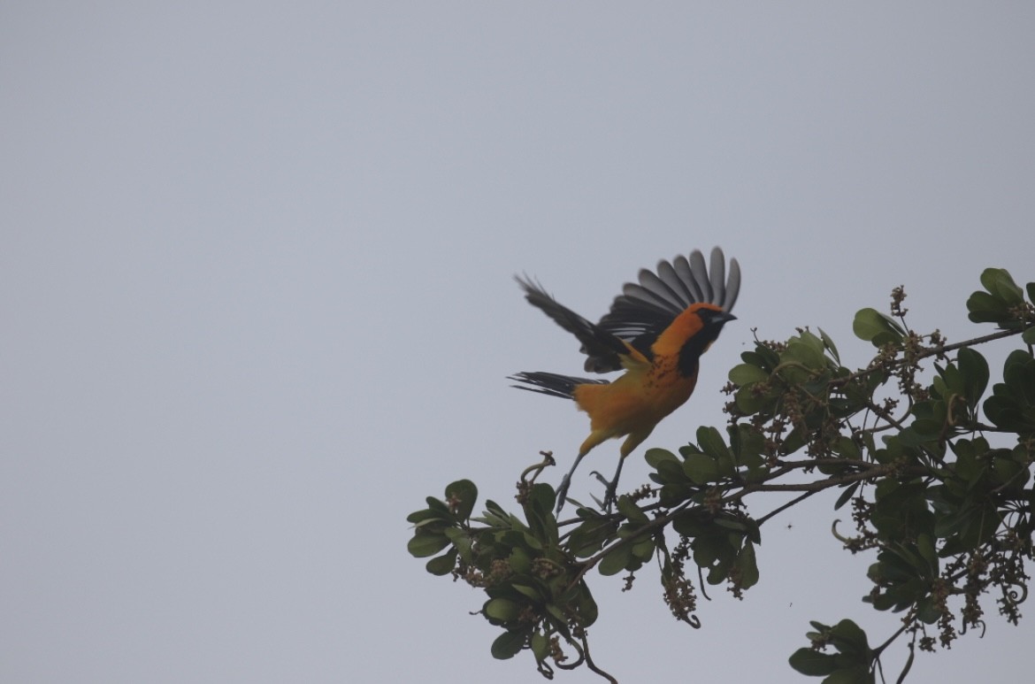 Spot-breasted Oriole - ML645680081