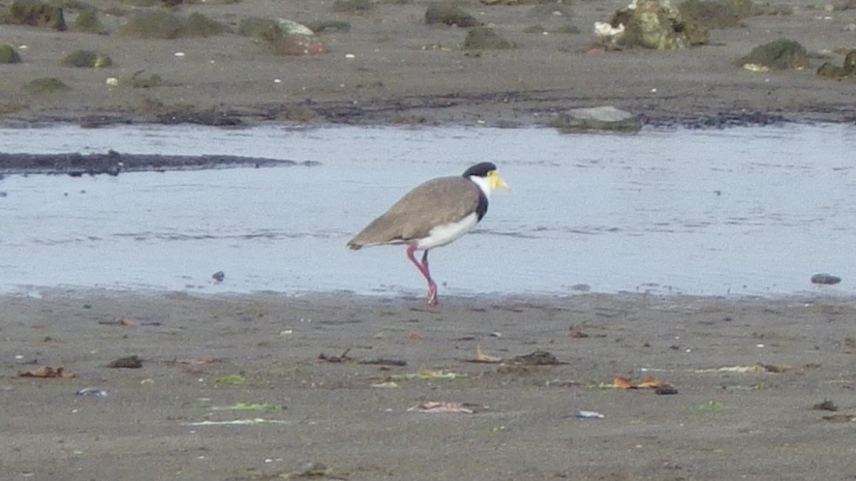 Masked Lapwing - ML645680082