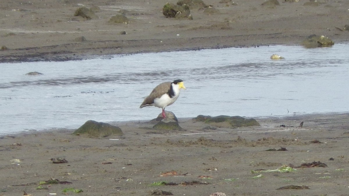 Masked Lapwing - ML645680083