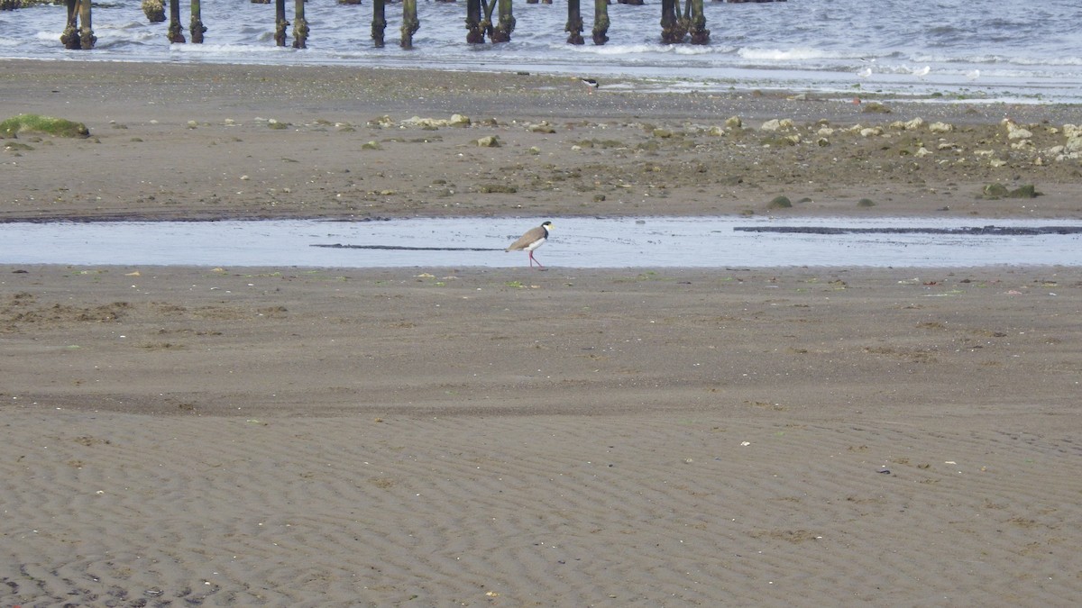 Masked Lapwing - ML645680084