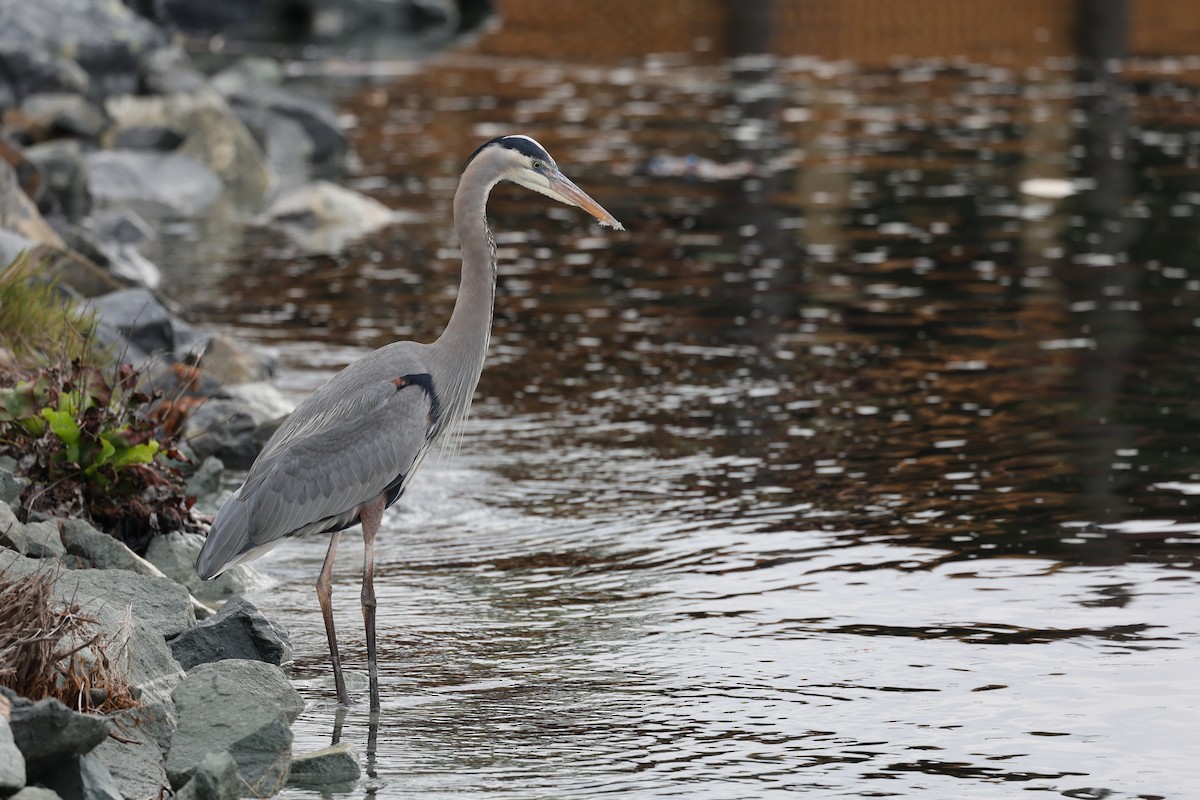 Koartza hauskara amerikarra - ML645680085