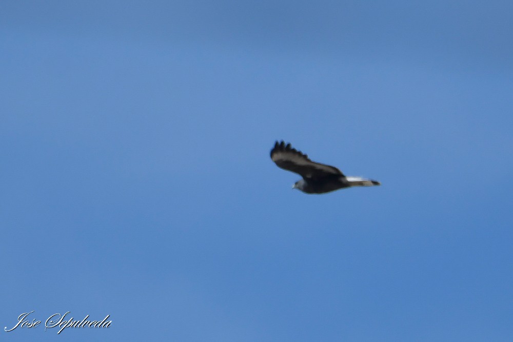 Kızıl Sırtlı Şahin - ML645680096