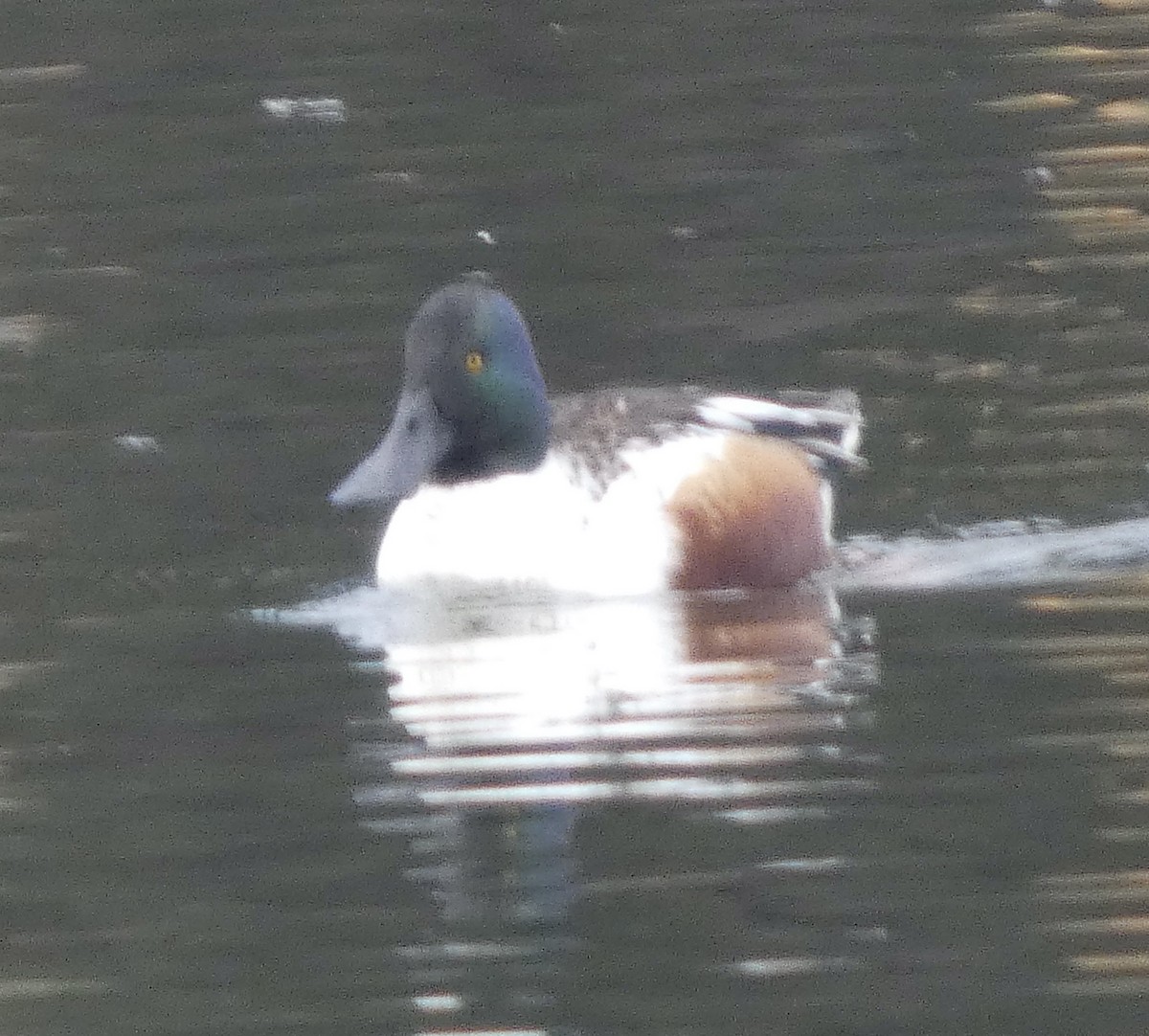 Northern Shoveler - ML645680104