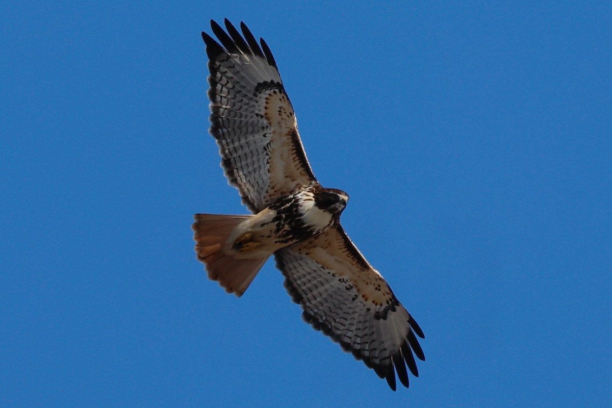 Red-tailed Hawk - ML645680109